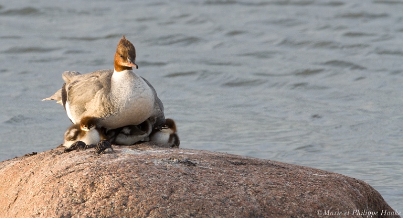 Harle bievre 8518_wm.jpg - Harle bièvre femelle, Mergus merganser, Common Merganser   et sa petite famille, de 11 poussins :-))) (Öland, Suède, juin 2011)